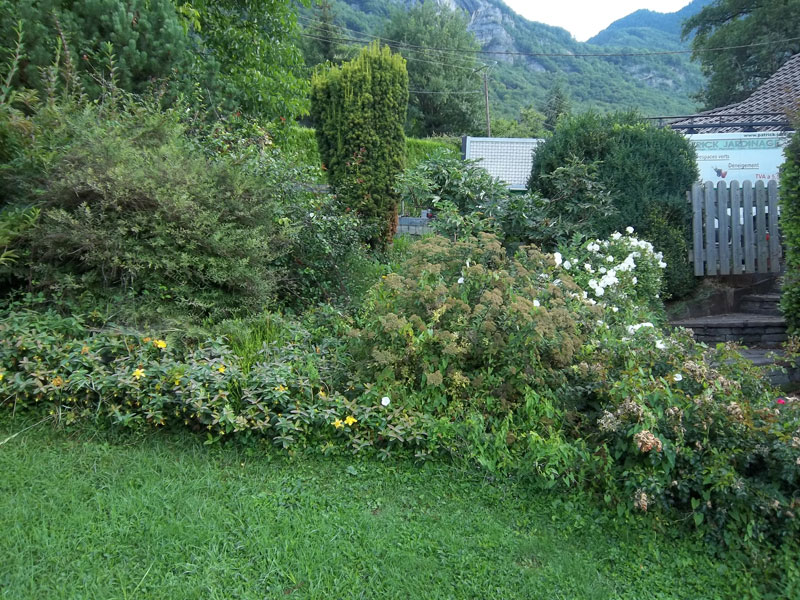 Taille de haie, arbustre, arbre, arbre fruitier, rosier - Albertville 73200 Savoie